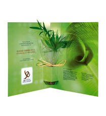 Plante publicitaire Postale: Bambou, Olivier, Eucalyptus, Palmier