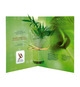 Plante publicitaire Postale: Bambou, Olivier, Eucalyptus, Palmier