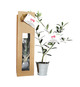 Plant publicitaire arbre en sac kraft fenêtre - Résineux