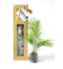 Plant publicitaire arbre en sac kraft fenêtre - Résineux