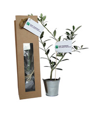Plant publicitaire arbre en sac kraft fenêtre - Prestige