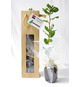 Plant publicitaire arbre en sac kraft fenêtre - Prestige