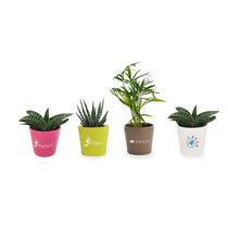 Mini plante dépolluante publicitaire en pot ceramique rond 7 cm