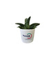 Mini plante dépolluante publicitaire en pot ceramique rond 7 cm