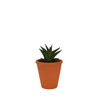 Mini plante dépolluante publicitaire - pot Terre Cuite 7 cm