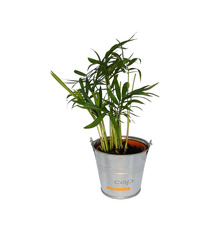 Mini plante dépolluante  - pot zinc 6 cm