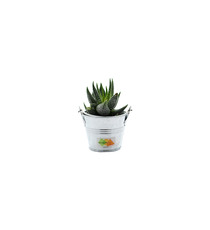 Mini plante dépolluante  - pot zinc 6 cm