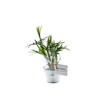 Mini plante dépolluante  - pot zinc 6 cm