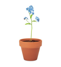 Petit pot en terre cuite publicitaire contenant des graines de myosotis