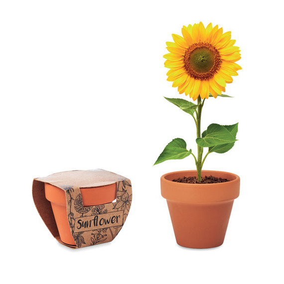 Petit pot en terre cuite publicitaire contenant des graines de tournesol