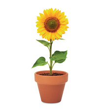 Petit pot en terre cuite publicitaire contenant des graines de tournesol