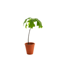 Plant publicitaire arbre en pot terre cuite