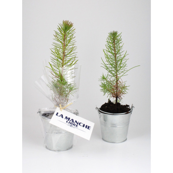 Plant publicitaire arbre en tube bois avec cordelette