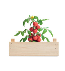 Kit de culture de tomates personnalisable dans une caisse en bois Made in Europe