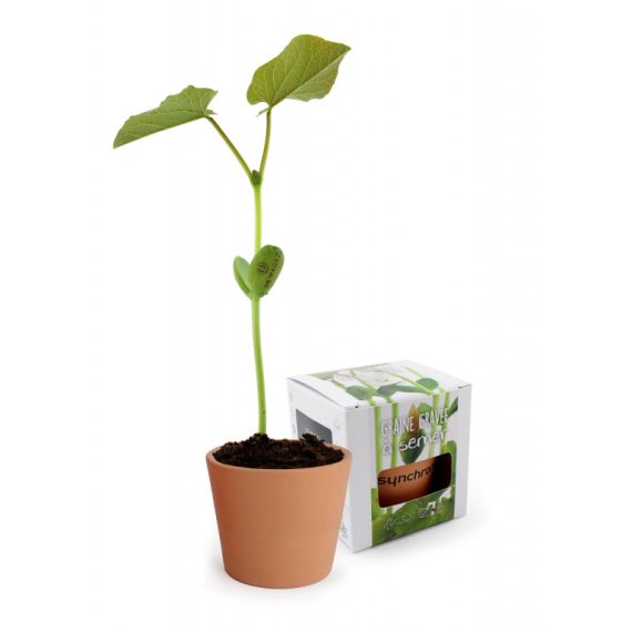 Kits de plantation plante personnalisé