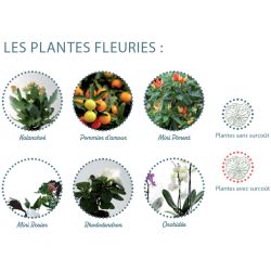 Plante publicitaire dépolluante en pot terre cuite 10cm