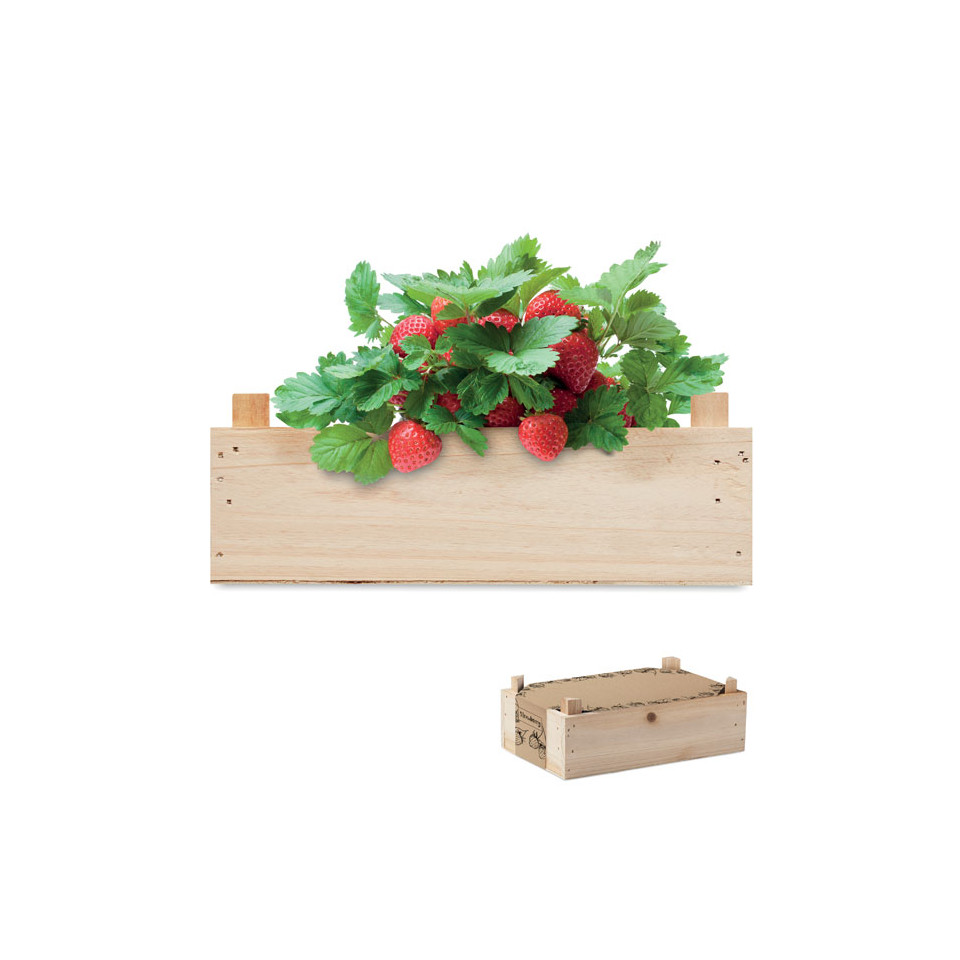 Kit de culture de fraises personnalisable avec compost et caisse en bois fabriqué en Europe 
