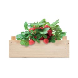 Kit de culture de fraises personnalisable avec compost et caisse en bois fabriqué en Europe 