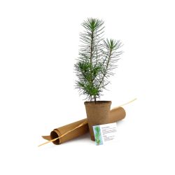 Plant d'arbre publicitaire 100% écolo en pot cellulose