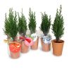 Mini sapin publicitaire en pot TC 7cm