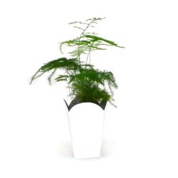 Plante publicitaire pot pop corn Europe Plante publicitaire pot pop corn Europe