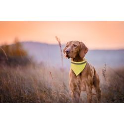 Collier personnalisé réfléchissant réglable pour chien Collier personnalisé réfléchissant réglable pour chien
